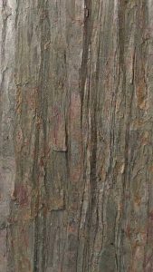 PA212 | Feuille de pierre Quartzite