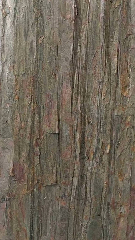 Feuille de pierre Justine